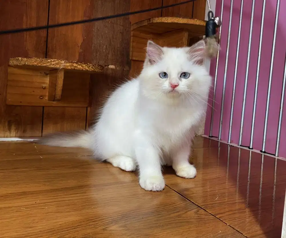 Kucing kitten ragdoll midoll betina