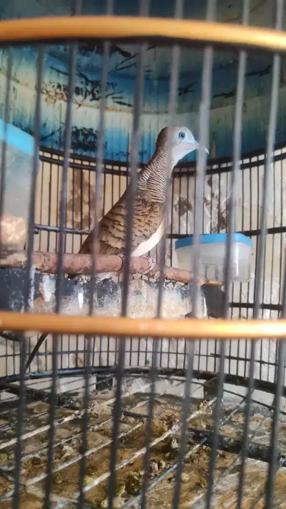 Perkutut Bangkok betina