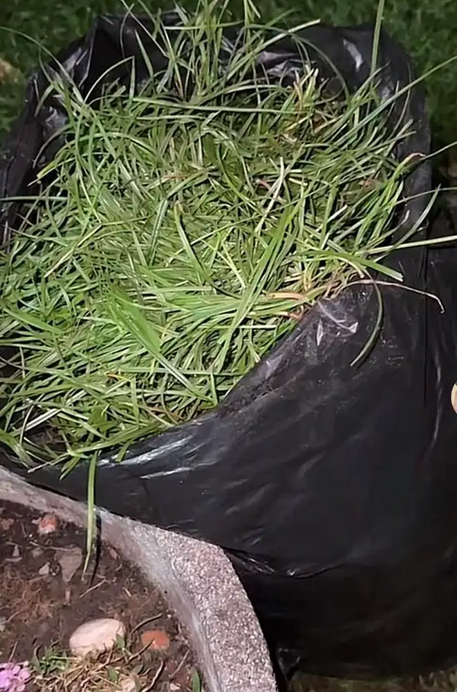 Suket pakanan sapi kambing