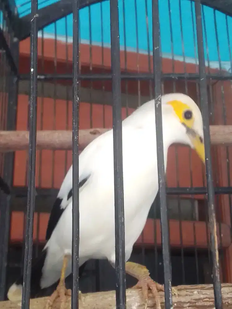 JALAK ALIS KUNING SEMI DEKER BRISIK 900 FULSET