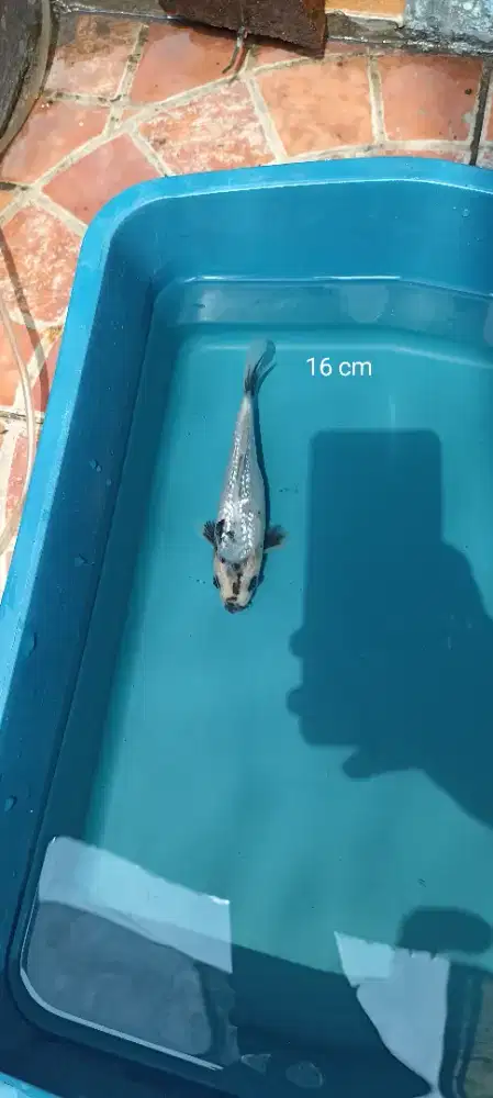 Ikan koi Shiro Tulungagung