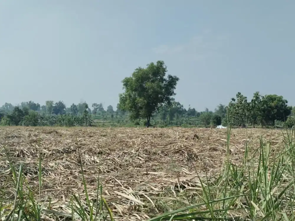 Tanah Lahan Industri Pertanian dan Peternakan