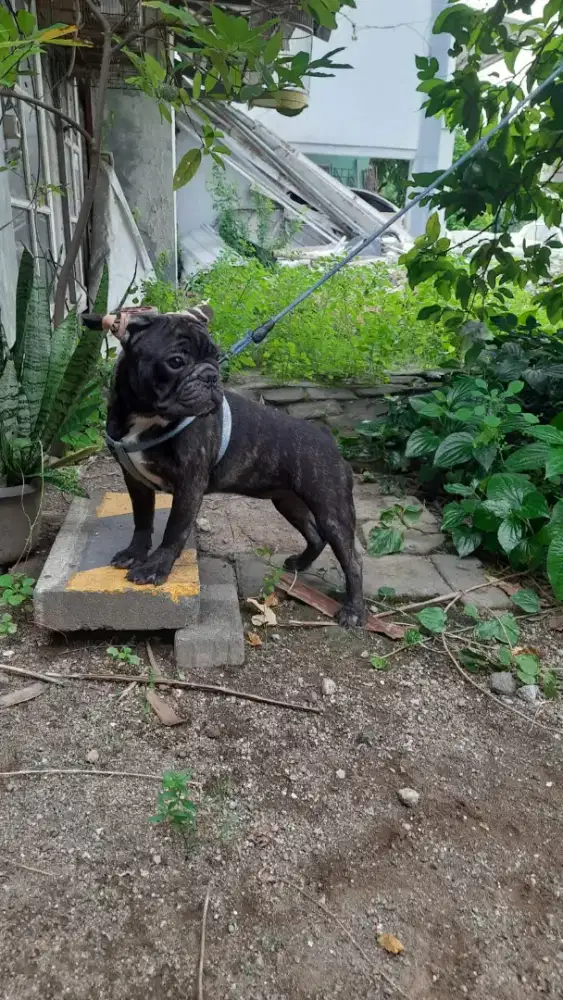 Dijual french bulldog/ frenchie BETINA