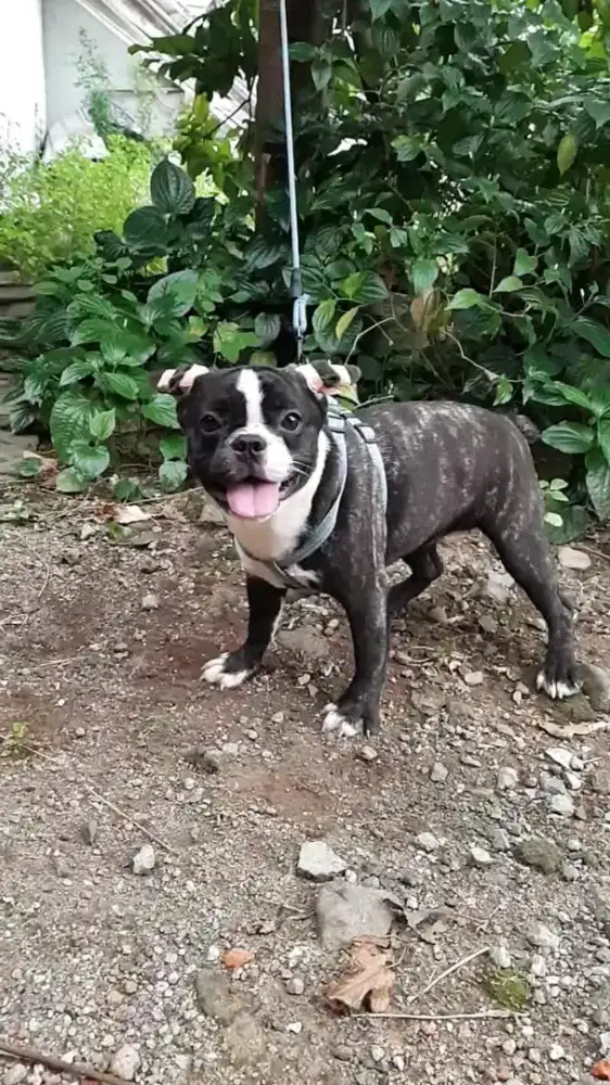 Dijual french bulldog/ frenchie BETINA