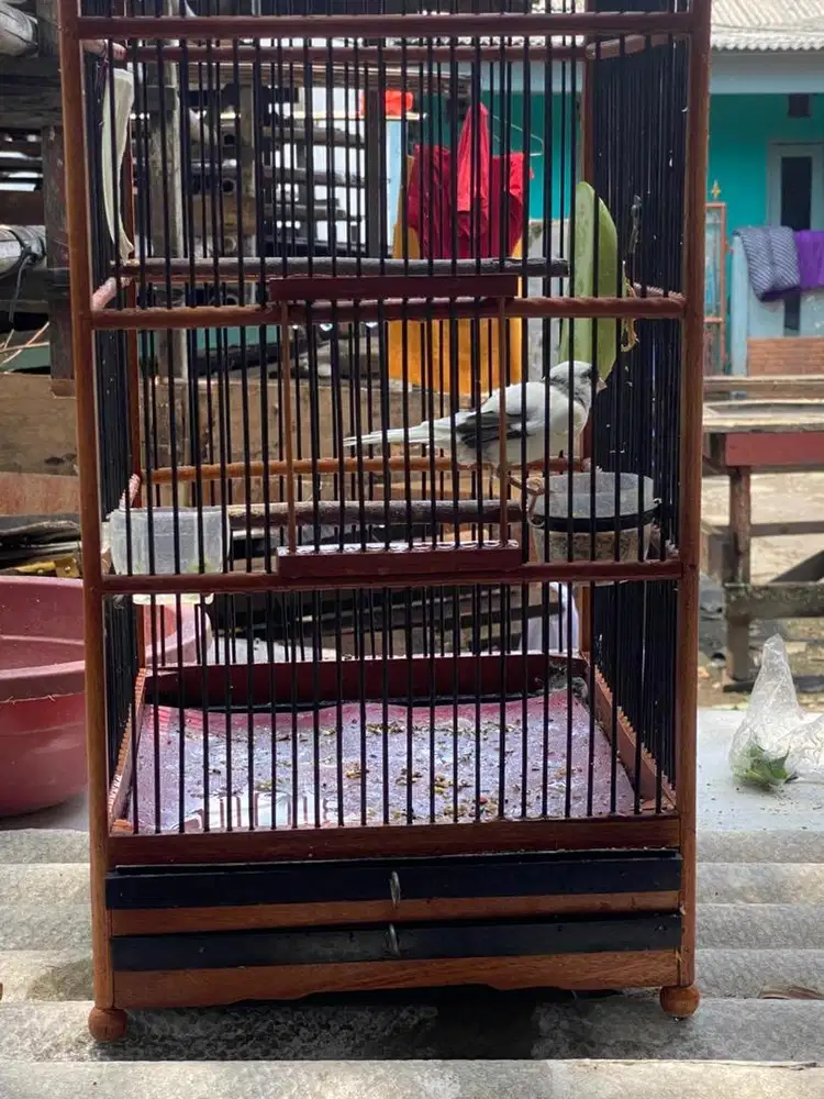 Kenari warna putih panda