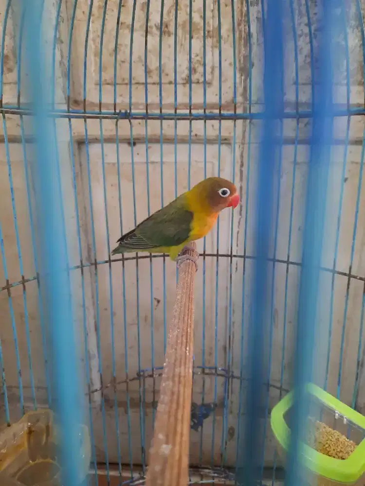 Burung lb baby + sangkar