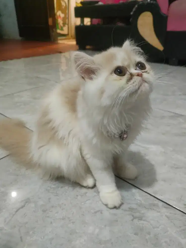 Persia Betina flat nose 3 bulan