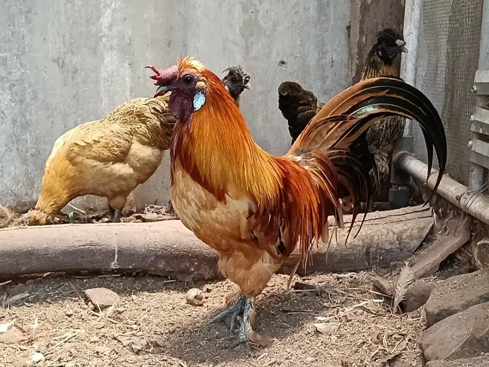 Ayam Hias Unik Imut