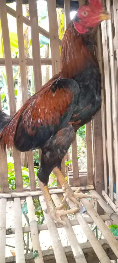 Jual ayam Bangkok pakoy