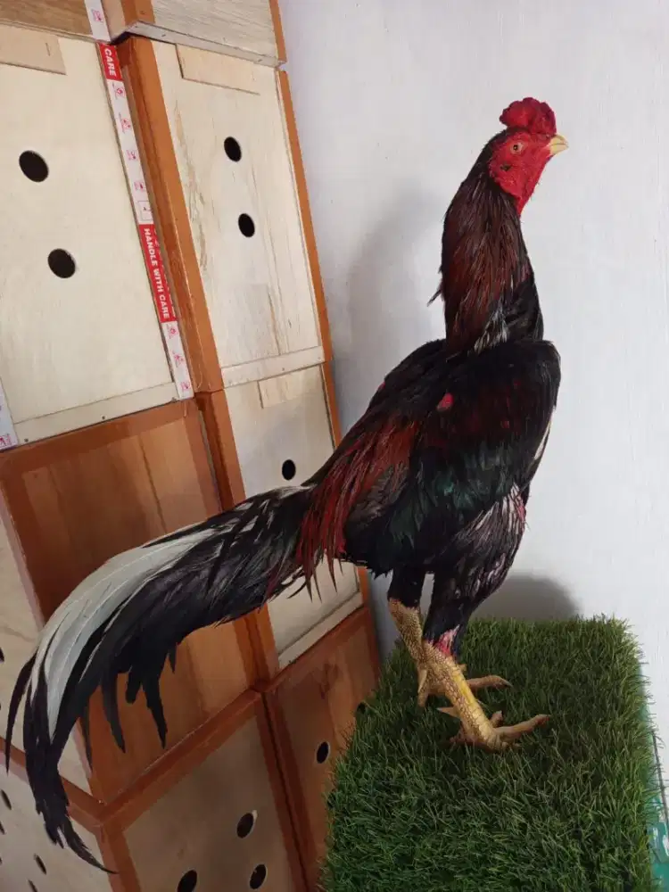 Ayam Bangkok Selatan  Super Jalu K.O