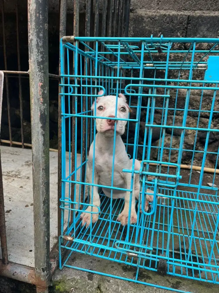 pitbull betina 2,5 bulan
