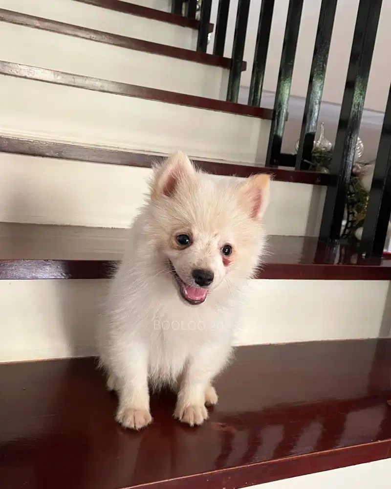 DIJUAL ANAK ANJING MINI POM USIA HAMPIR 3 BULAN JANTAN NO STAMBUM