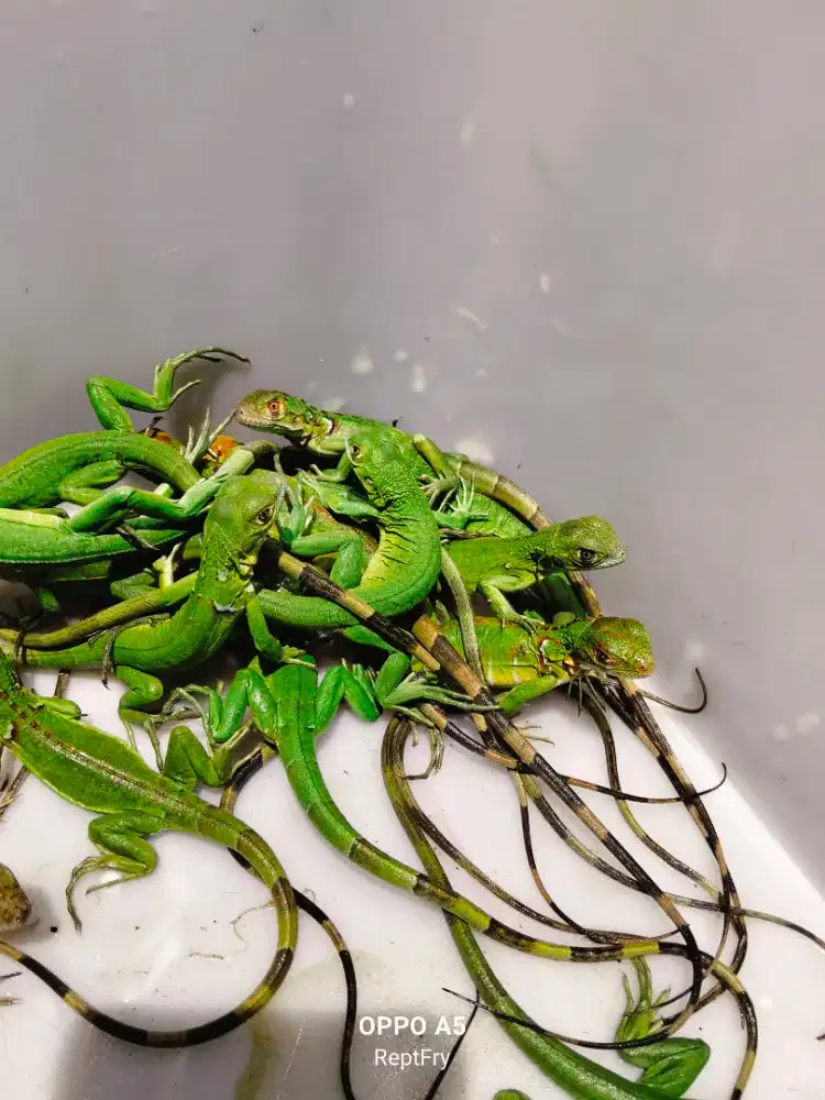 Beby Gren size 25cm mulus