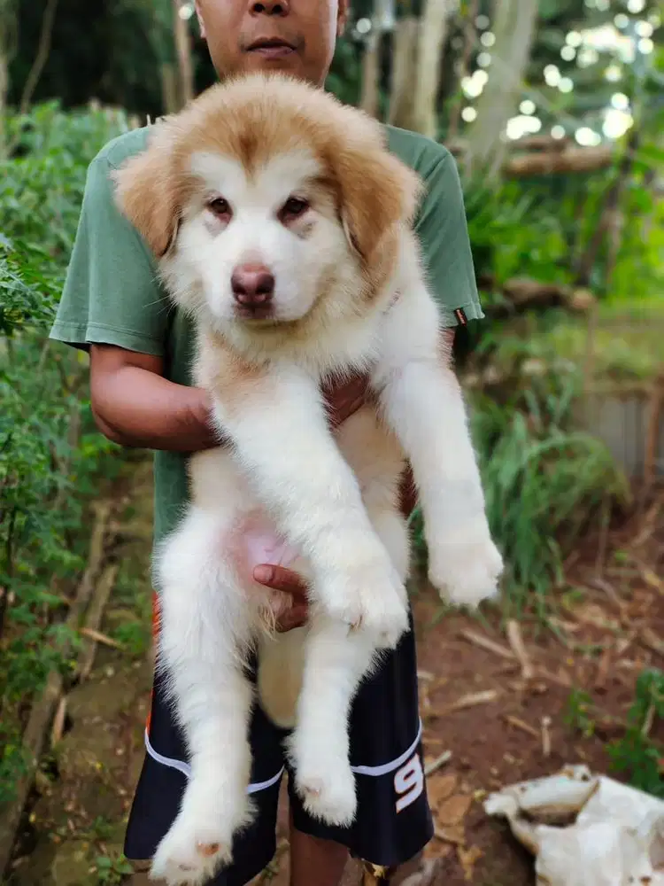 Alaskan malamute female puppy