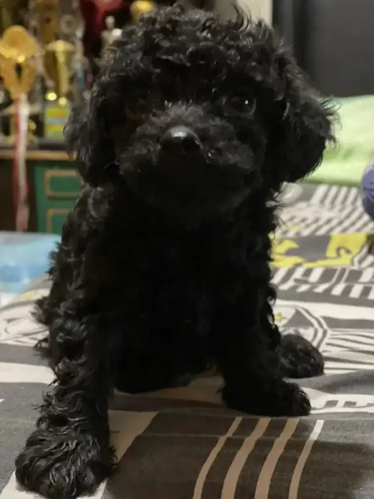 Toy poodle black