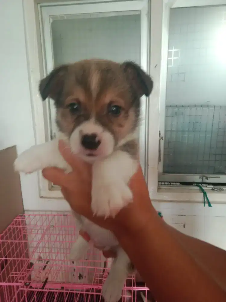 Puppies Corgi stb vaksin