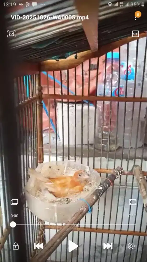 kenari merlok pakai ring babon pinter angrem pinter ngelolo