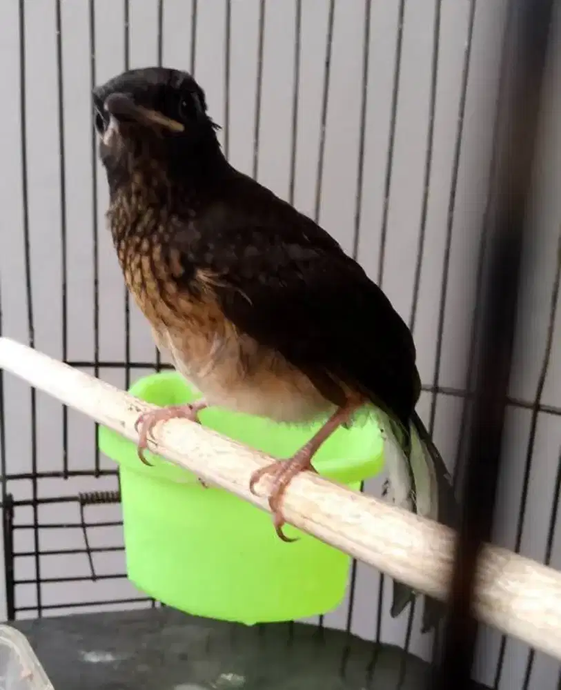 Murai trotol indukan pe 25,