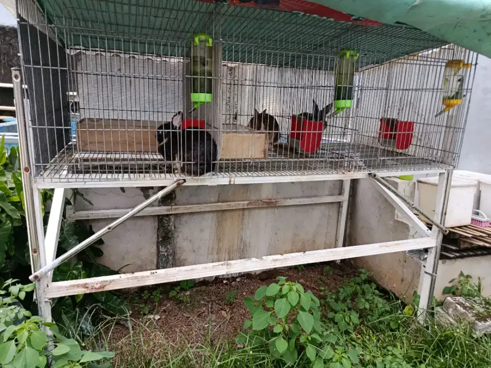 Kelinci ND dan kandang