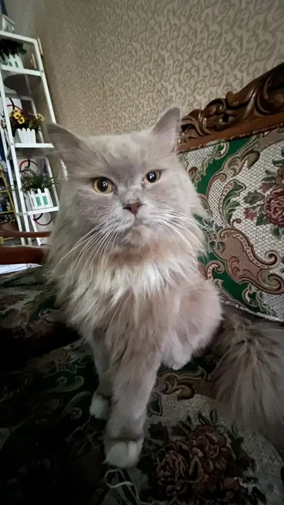 Kucing anggora semi british