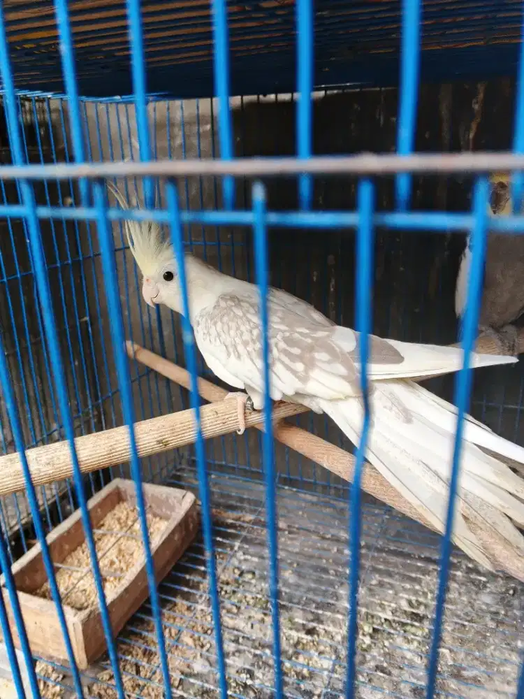 Parkit Australia CF betina