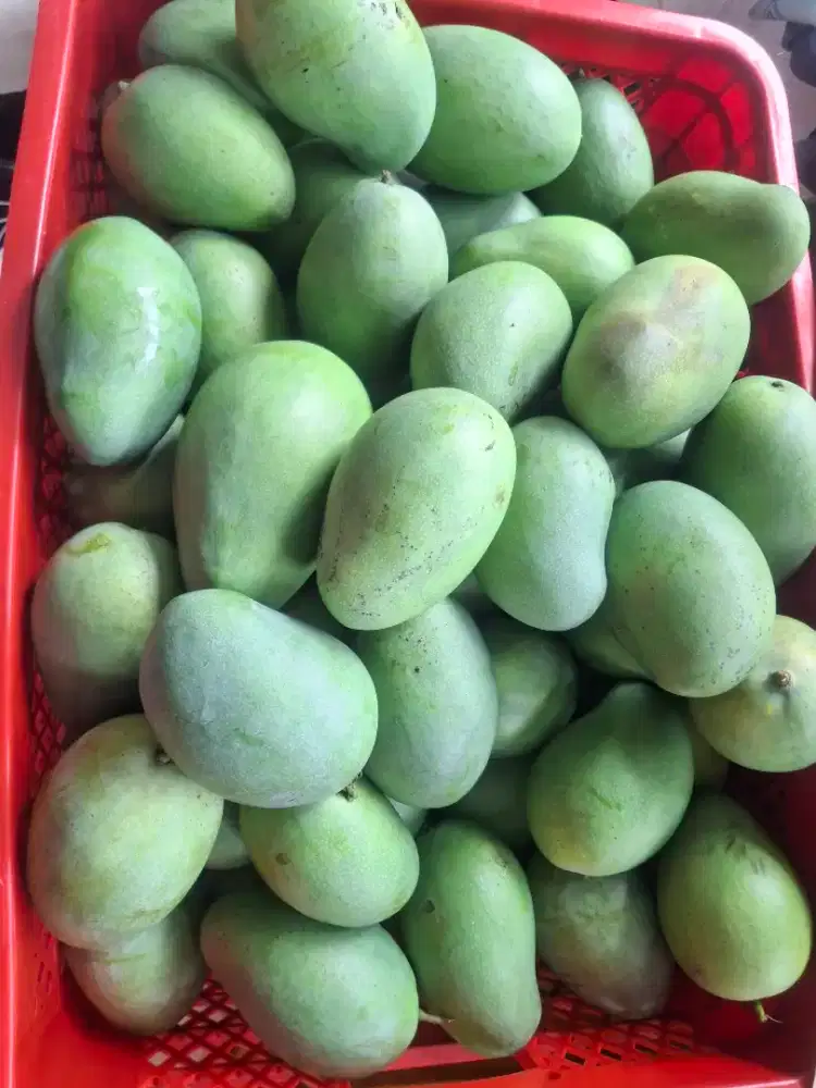 Mangga Klonal 21 masak pohon Malang Kota