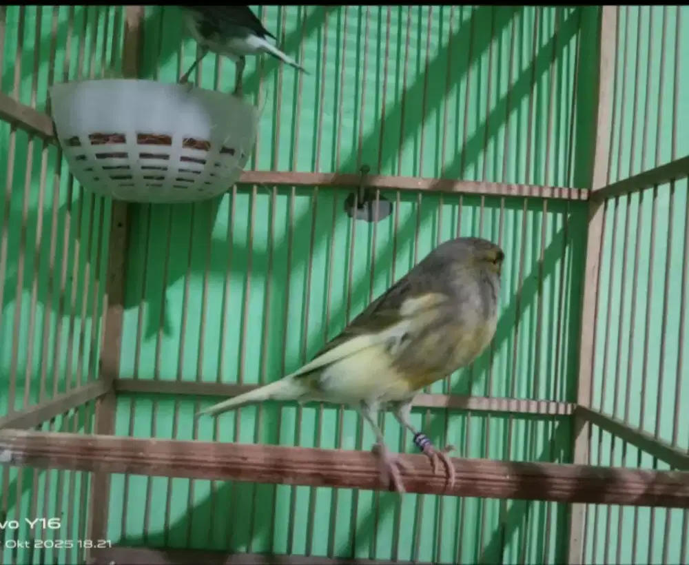 Kenari sepasang 500 fs