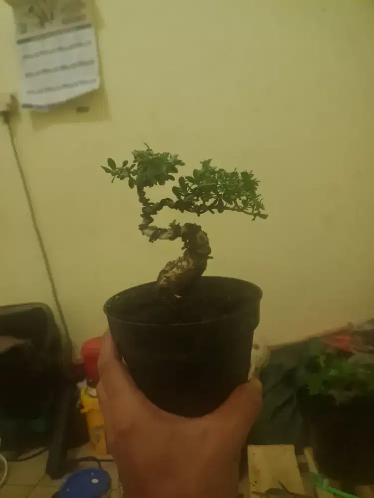 bonsai santigi karang Daun beras
