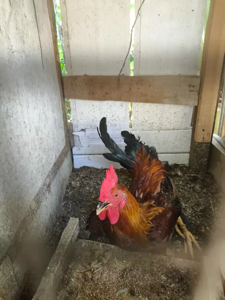 AYAM CAMPURAN, PELUNG BANGKOK