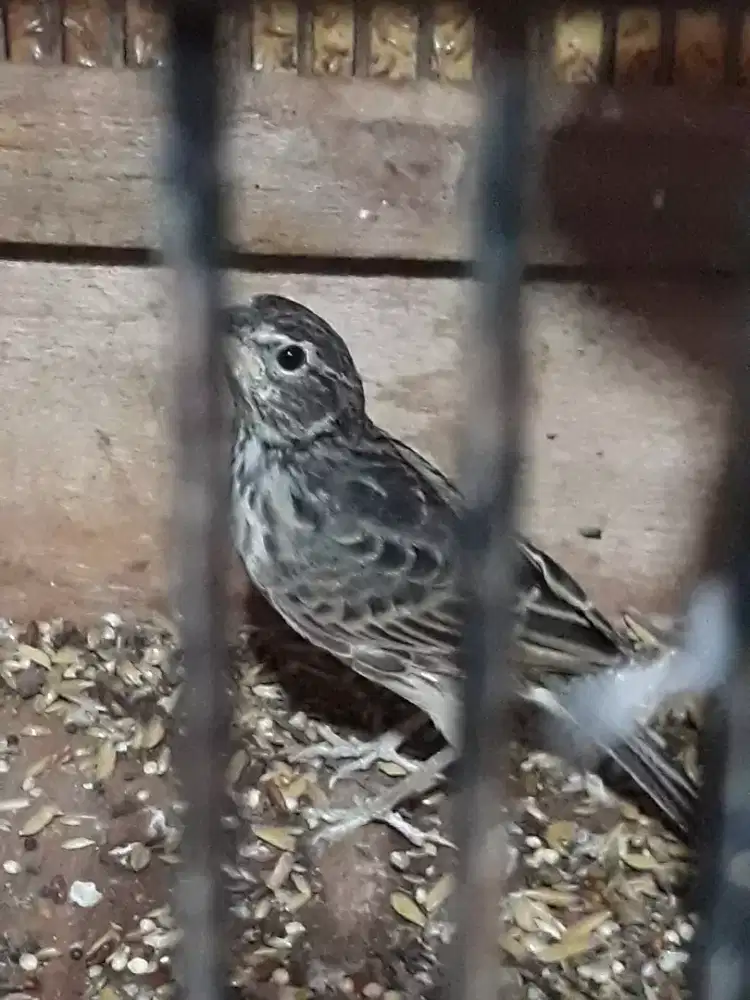 branjangan varpa rawaran ngeriwik