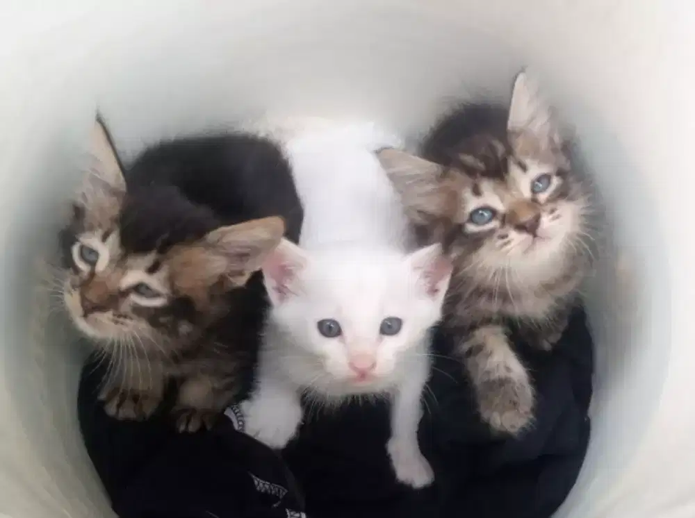 Kitten persia 3 ekor umur 2 bulan