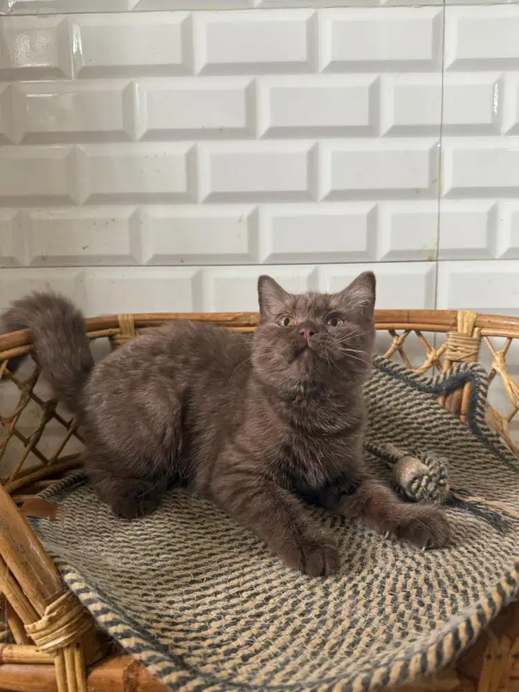 Kucing british shorthair cinammon jntn