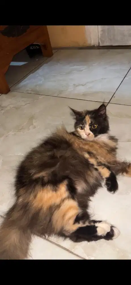 open adopt kucing adult