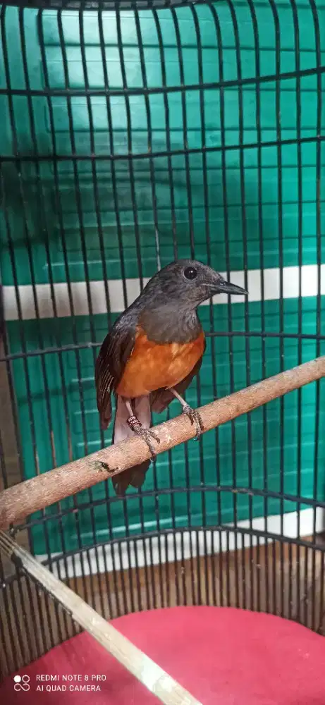 Di jual murai betian