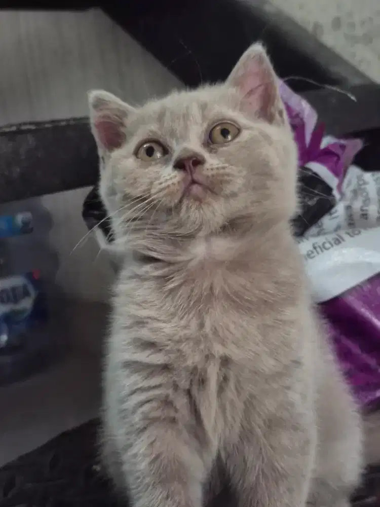BSH Kitten Lilac