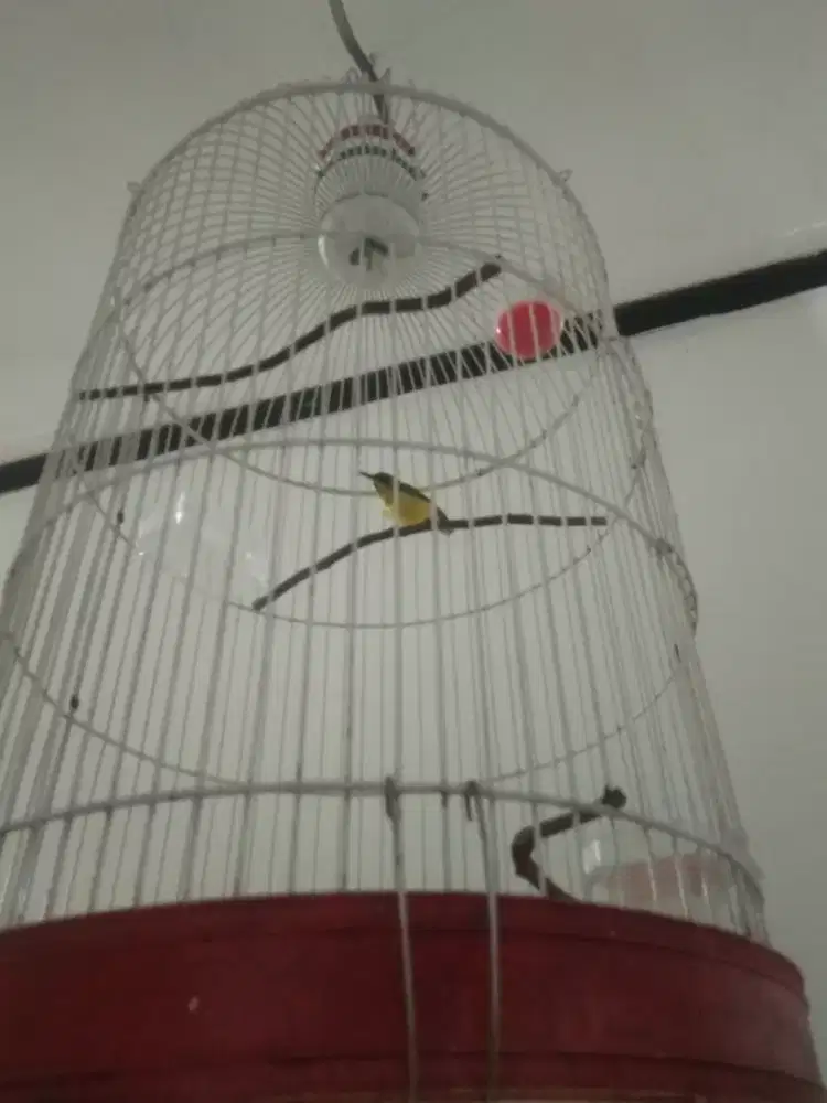 Sogon ngedasi jantan