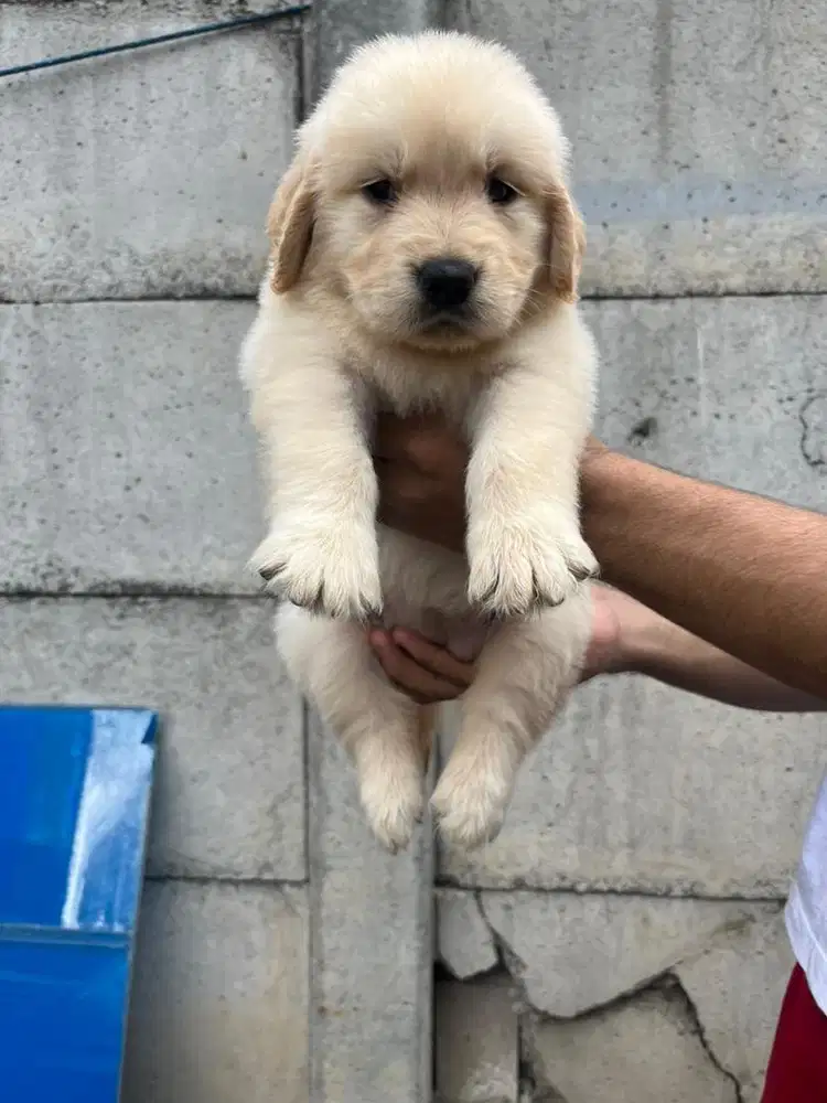 Sale 5 female golden retriever