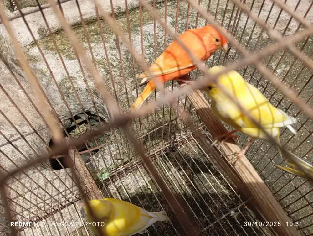 Kenari gacoran warna cerah