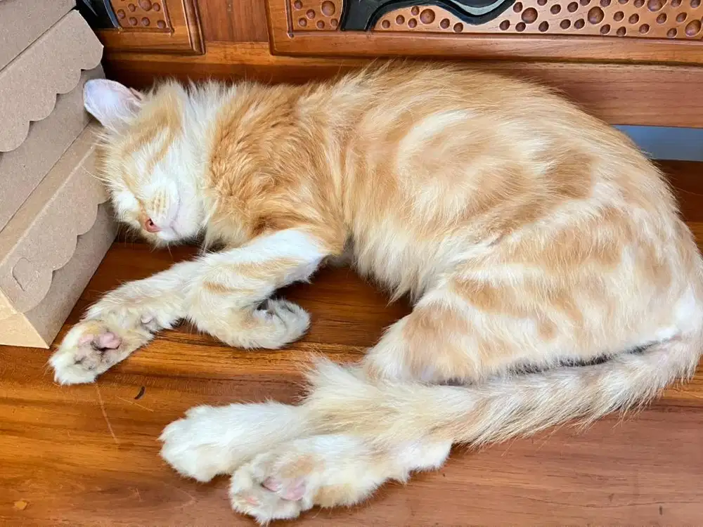 Open Adopt Kucing Adult