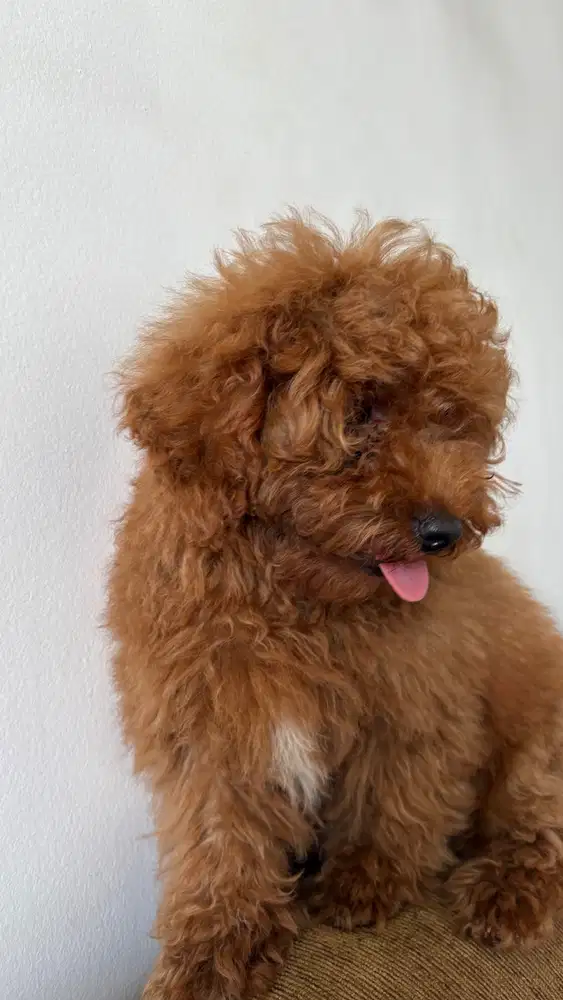 toy red poodle 3 months