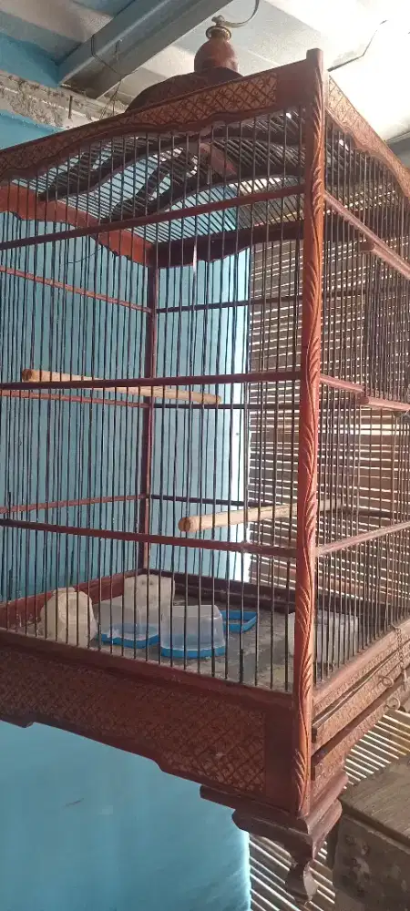 kandang burung kayu bisa buat kacer