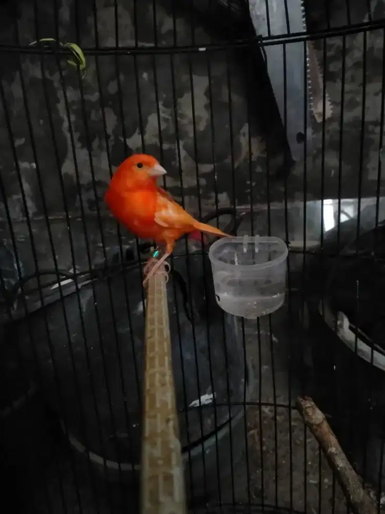 Kenari gacoran merah lokal