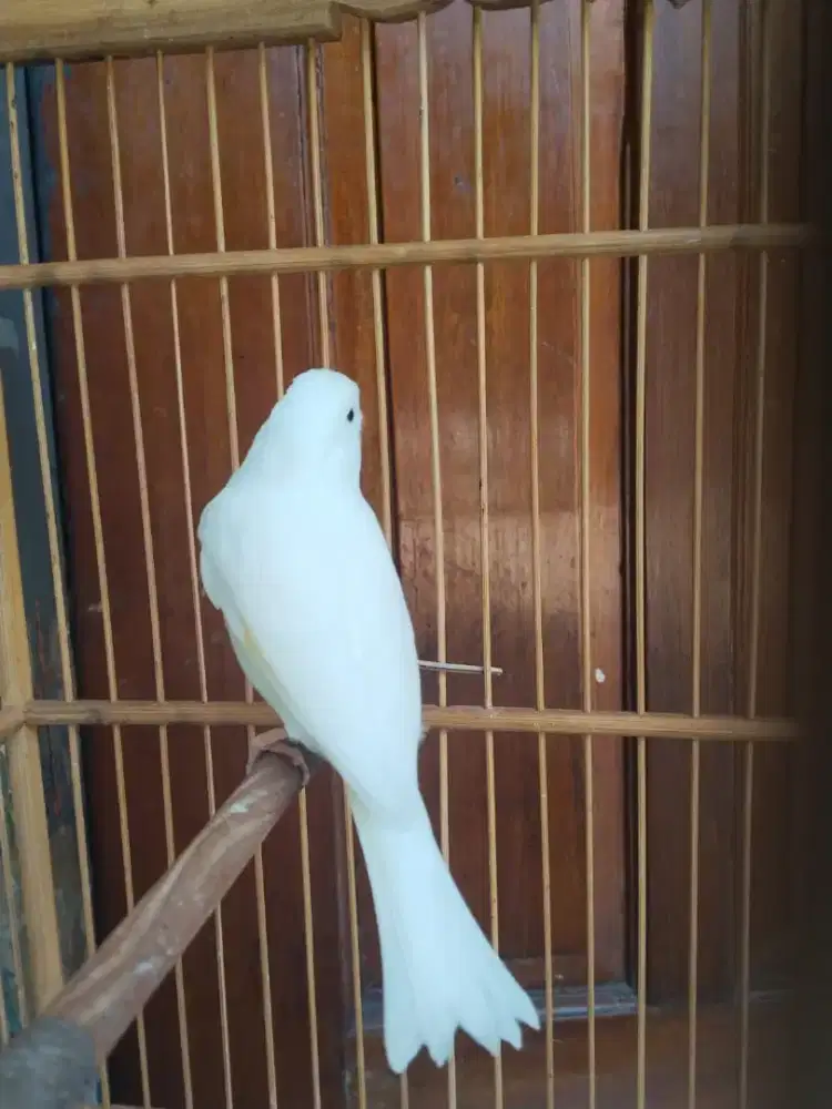 Kenari gacoran loper warna putih