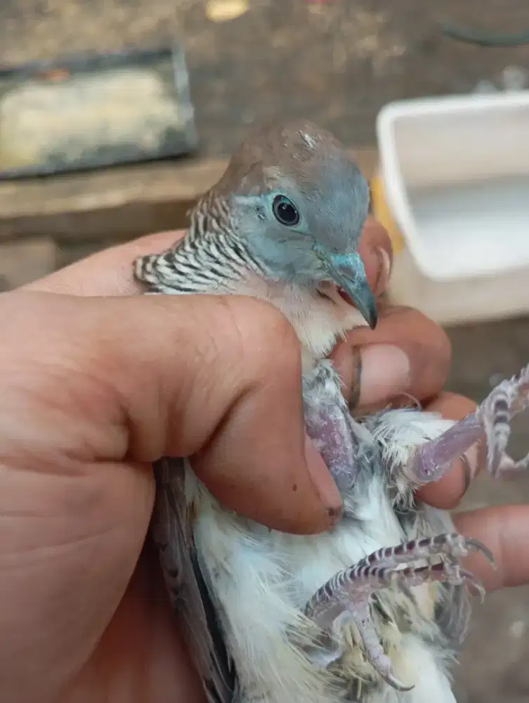 Perkutut lokal sortir jantan