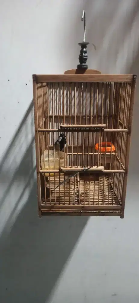 Gelatik wingko voer gacor fulset