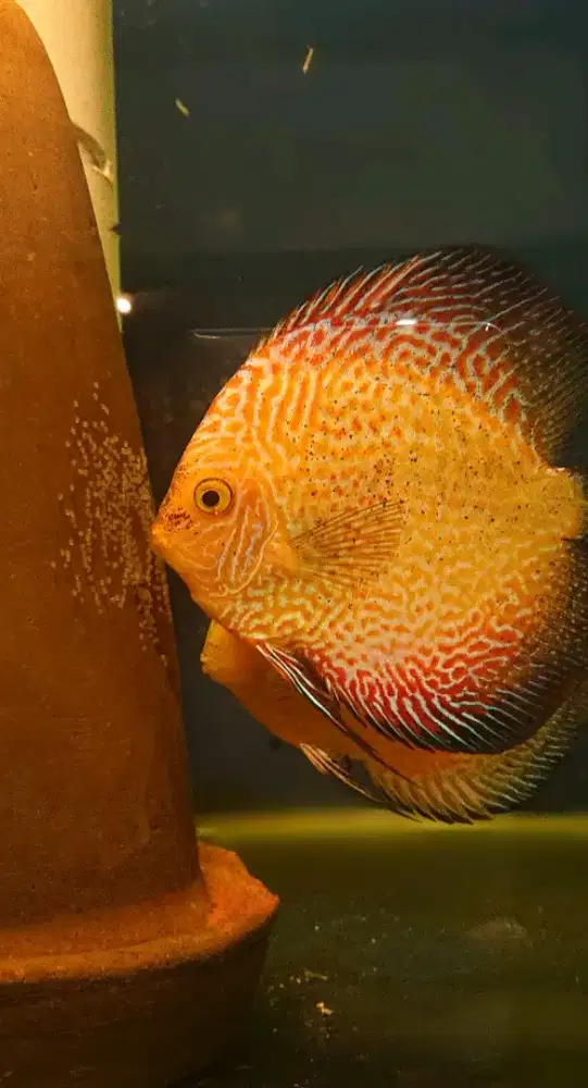 Ikan discus jodoan
