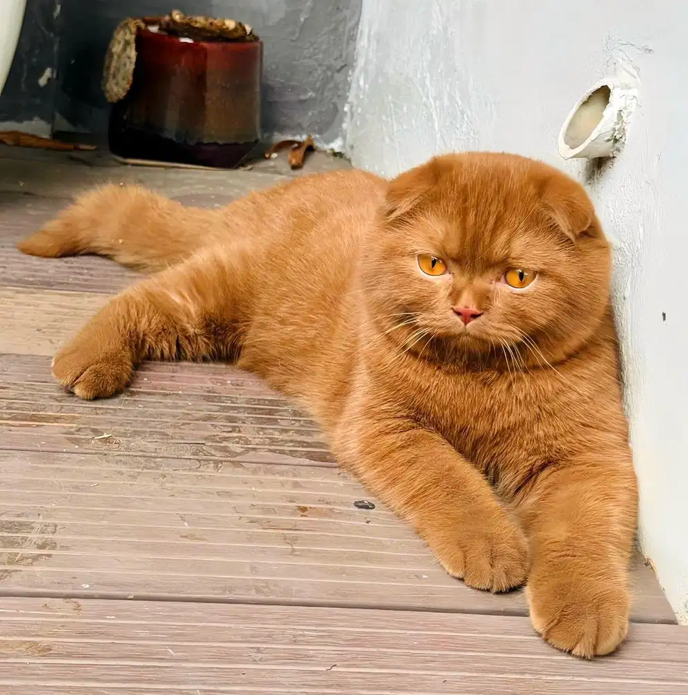 scotish fold cinnamon