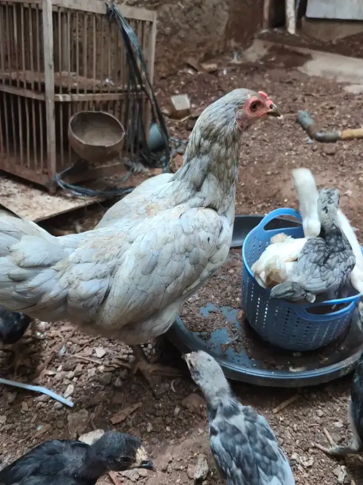 Ayam kampung+ 11 ekor anak
