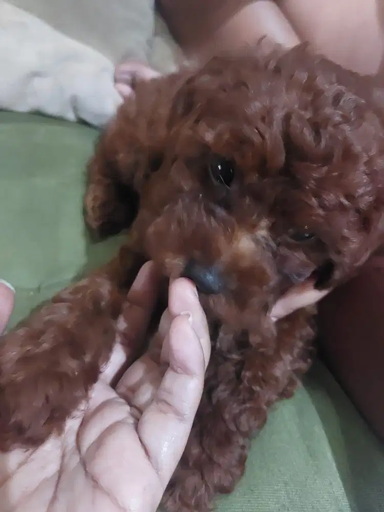 Red Toy Poodle Puppy