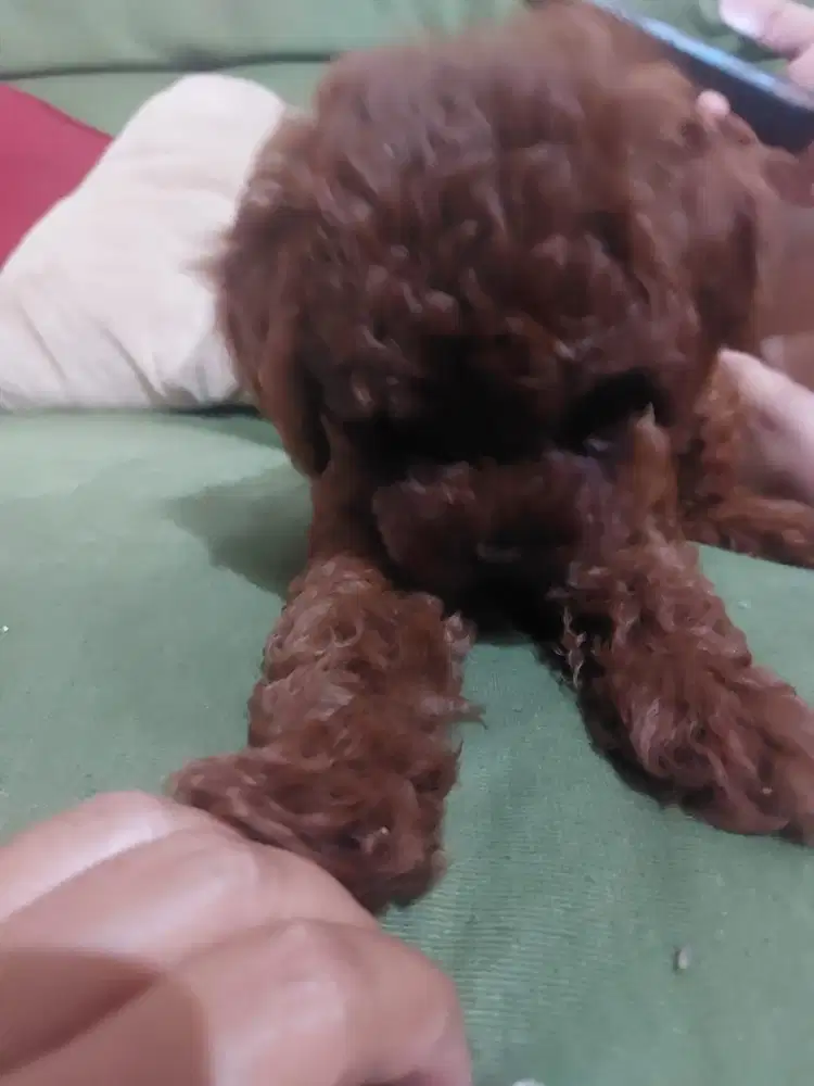Red Toy Poodle Puppy